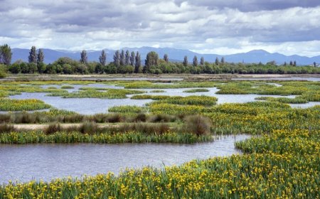 ବିଶ୍ଵ ୱେଟଲ୍ୟାଣ୍ଡସ ଡେ : ଆର୍ଦ୍ରଭୂମିର ସ°ରକ୍ଷଣ ପାଇଁ ଦିନଟିଏ