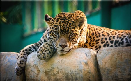 Human-Wildlife Conflict