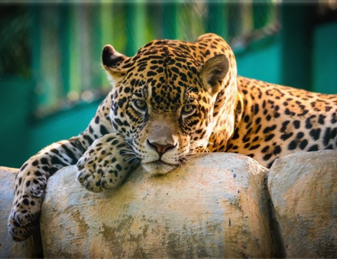 Human-Wildlife Conflict