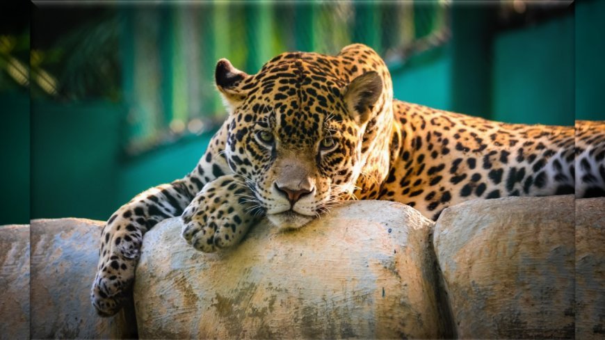 Human-Wildlife Conflict